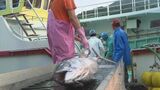 新鮮なマグロずらり お盆に向け約700本を水揚げ 仲買人が次々に競り落とす 三重・尾鷲市 | 名古屋・愛知・岐阜・三重のニュース【CBC news】 | CBC web