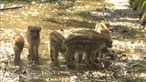 深さ3メートルの水路に転落した8匹のウリ坊~サツマイモ残して姿消す | 福岡のニュース|RKB NEWS|RKB毎日放送