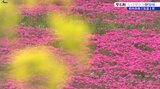 岩手県内で気温上がる 雫石町でシバザクラ見頃 岩手山を背景にしてピンク色のじゅうたん一面に |TBS NEWS DIG