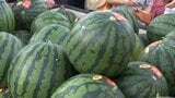 売り切れ必至の恒例イベント「滝沢スイカまつり」 今年も旬の味覚を買い求める多くの人でにぎわう 岩手・滝沢市|TBS NEWS DIG