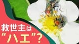 イチゴの受粉に、まさかの“ハエ”? 農家は「清潔な証」と評価 働きバチならぬ「働きバエ」の魅力|TBS NEWS DIG