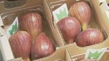 ｢例年に比べておいしい…｣ 県内1位のハウス栽培イチジク生産地で出荷本格化 名古屋や東京などの市場に向けて8月下旬まで 愛知・豊川市　|　名古屋・愛知・岐阜・三重のニュース【CBC news】 | CBC web