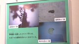 国内初公開 髪の毛の先端ほどの大きさの胞子を顕微鏡拡大写真で紹介 日本最古の植物化石の特別展 岩手・大船渡市|TBS NEWS DIG