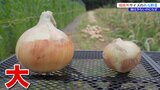 「20年近く作ってるけど、こんなに大きくなったのは初めて」 例年の3倍!規格外の玉ねぎがゴロゴロ! その大きさに生産者戸惑う 岩手・紫波町|TBS NEWS DIG