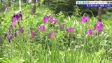花言葉は「優雅」 大船渡・碁石海岸でノハナショウブが見頃 紫の優雅な花咲かせる|TBS NEWS DIG