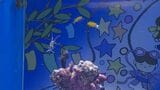 しまね海洋館アクアスに「七夕の海水槽」　七夕を連想する海の生き物展示　|　BSSニュース | BSS山陰放送