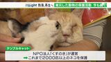 「1匹でも多く飼い主のもとへ」今も続く被災動物の命を守る活動 熱海土石流で家族と離れ離れに いまだ50匹が戻れず(静岡県) | 静岡のニュース | SBSNEWS | 静岡放送