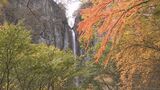 豪快な滝を彩る鮮やかな紅葉…今が見頃です！滝の名所「米子大瀑布」リノベーションでカフェもオープン|TBS NEWS DIG