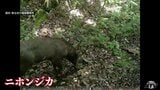 白神山地の世界遺産地域で二ホンジカ撮影 人間の手がほとんど加わっていない核心地域 | 青森のニュース│ATV NEWS│青森テレビ