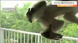 「まさかベランダに出てくるとは」うろうろ“サル”取材カメラに飛びかかったその瞬間　宮城・石巻市　|　宮城のニュース│tbc NEWS│tbc東北放送