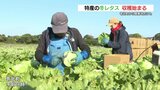 “シャキッと甘い” 冬レタスの収穫が盛ん　熊本県苓北町|TBS NEWS DIG