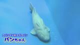 まさかのメタボ魚?SNSで1000万回以上の表示…ただいまダイエット中!魚津水族館の「バンちゃん」 富山・魚津市 | 富山のニュース|天気・防災|チューリップテレビ