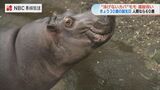 人間でいうと60歳！カバのモモが還暦祝い「泳げないモモに沢山教えてもらった」長崎バイオパーク　|　長崎のニュース | 天気 | NBC長崎放送