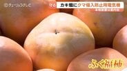クマ被害から特産「ふく福柿」を守れ！富山県内初の本格的な電気柵設置で農家の安全と美味しい柿を確保　|　富山のニュース｜天気・防災｜チューリップテレビ