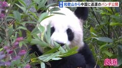 「竹をむしゃむしゃ」和歌山から返還のパンダが中国で公開 約4か月ぶりに公の場に　「良浜」「結浜」「彩浜」の3頭| TBS CROSS DIG with Bloomberg
