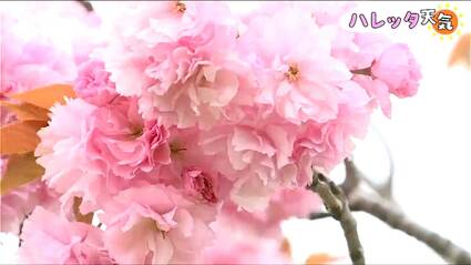 700本の八重桜「すごい綺麗ですね 桜吹雪」家族連れや花見客で賑わう