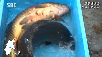 諏訪湖漁業協同組合で「初市」 体長85センチ、重さ7.2キロの“大物”の