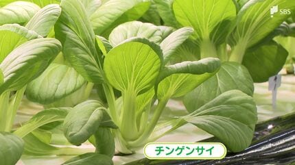 野菜 Kayoko 8kg 香も味も濃い」“カイゼン”生かして 変速機メーカーがレタスの水耕栽培