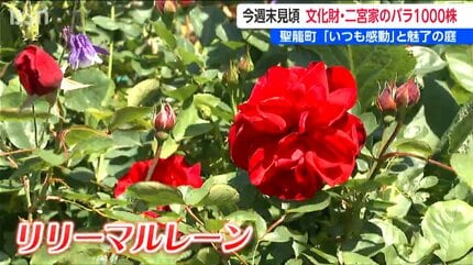 30年に渡って丹精込めた数百種 1000株以上を一般公開『二宮家バラ園
