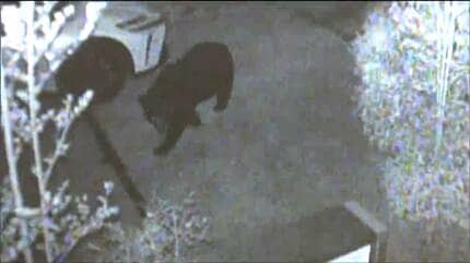 防犯カメラ映像】仙台の駐車場歩く「クマの姿」目撃相次ぐクマは同一