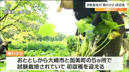 試験栽培の「畑わさび」初収穫 主に茎の部分を業務用として名古屋の
