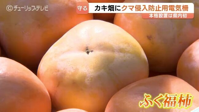クマ被害から特産「ふく福柿」を守れ!富山県内初の本格的な電気柵設置で農家の安全と美味しい柿を確保|TBS NEWS DIG