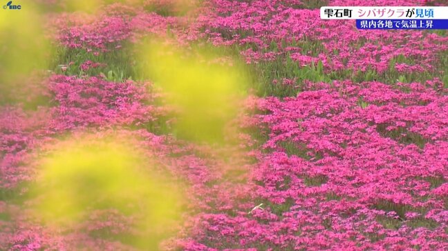 岩手県内で気温上がる 雫石町でシバザクラ見頃 岩手山を背景にしてピンク色のじゅうたん一面に |TBS NEWS DIG