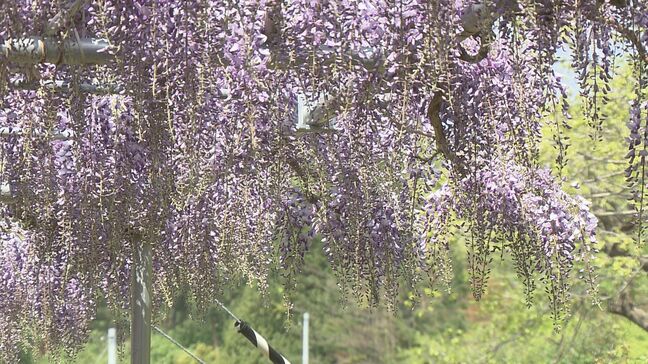 樹齢400年超える「大藤棚」今週末見ごろに…本宮市の蛇の鼻　福島|TBS NEWS DIG