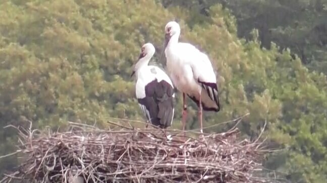 「静かに見守って」　今年もまんのう町でコウノトリのヒナが誕生　4年続けて同じペアが同じ場所で【香川】|TBS NEWS DIG