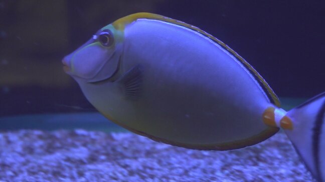 涼を感じる　水族館で妖怪のような生き物を集めた特別展　開館25周年で新しい水槽も導入　山梨・富士湧水の里水族館|TBS NEWS DIG