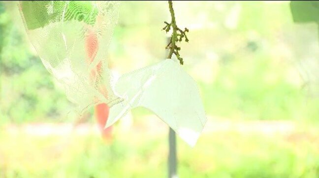 【クマ被害】「シャインマスカットやナガノパープルなど約40房が…」パトロール中の猟友会員がブドウの袋が落ちているのを発見…長野・千曲市の畑…8月だけで3件目の被害…わな設置して注意呼びかけ|TBS NEWS DIG