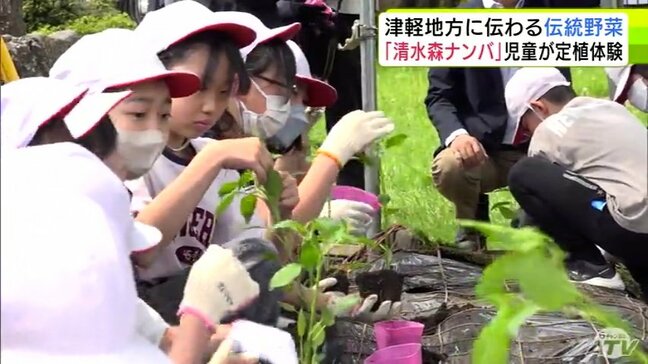 小学生が『清水森ナンバ』の定職体験 30本の苗を植え付け7月中旬に収穫へ「頑張って育てたい」青森県弘前市|TBS NEWS DIG