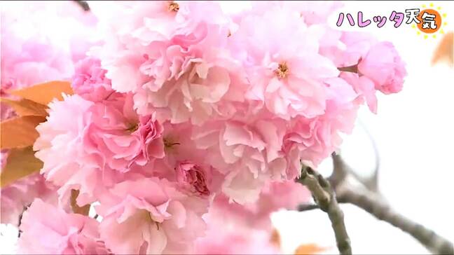 700本の八重桜「すごい綺麗ですね 桜吹雪」家族連れや花見客で賑わう『五智公園』新潟県上越市|TBS NEWS DIG