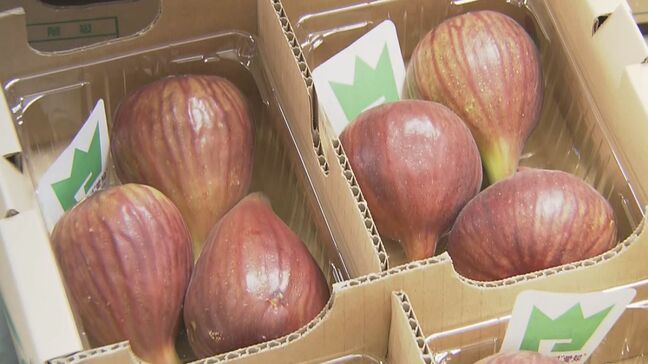 ｢例年に比べておいしい…｣ 県内1位のハウス栽培イチジク生産地で出荷本格化 名古屋や東京などの市場に向けて8月下旬まで 愛知・豊川市|TBS NEWS DIG