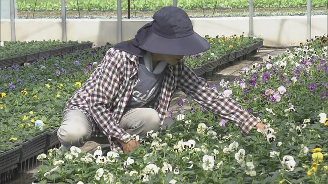 パンジーの出荷始まる 猛暑で大変だったが出来は上々 “寒さに強く”ガーデニングに人気 出荷作業は年末まで 三重・紀北町|TBS NEWS DIG