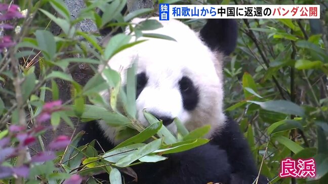 「竹をむしゃむしゃ」和歌山から返還のパンダが中国で公開 約4か月ぶりに公の場に 「良浜」「結浜」「彩浜」の3頭|TBS NEWS DIG