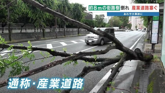【あわや大事故】熊本市で高さ8メートルの街路樹が倒れる　根元が腐食か　3年前の点検では「異常なし」|TBS NEWS DIG