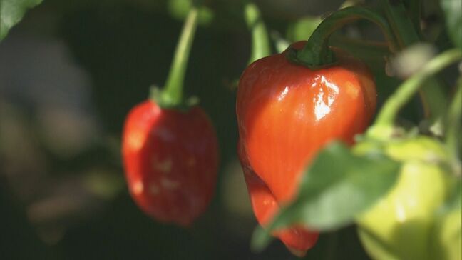 激辛唐辛子「ハバネロ」の収獲最盛期　暑さに強く作柄は上々　三重県熊野市|TBS NEWS DIG