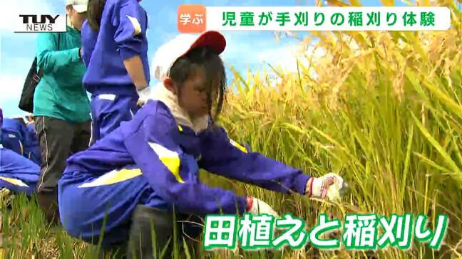 【ナゼ?】メダカと共に育てるとコメがおいしくなる!? 順調に育った稲を児童が鎌で収穫!(山形・庄内町)|TBS NEWS DIG