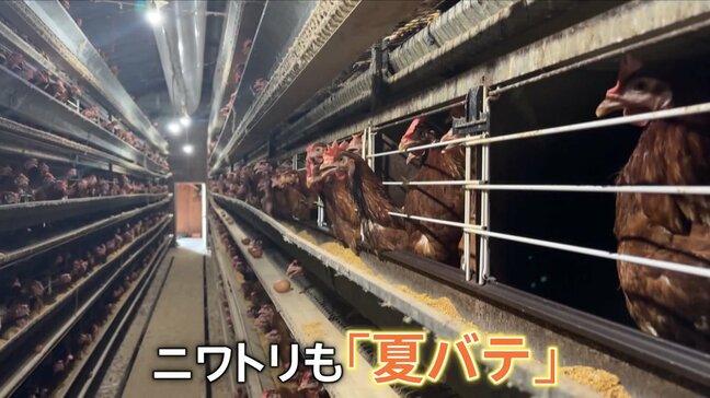 暑さの影響でニワトリは『夏バテ』 旬の梨は小さいけど甘い!東北北部で大雨被害 河川の氾濫や土砂崩れも… 東京では3日連続の猛暑日|TBS NEWS DIG