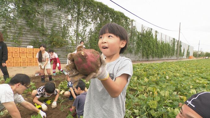 「いっぱり掘れた！」加賀野菜の1つ“五郎島金時” 金沢市で親子300人が収穫体験|TBS NEWS DIG