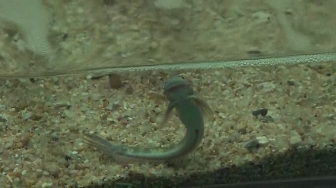 「似てる？」「似てない？」「そう言われれば…」干支のウサギにちなんだ生きもの展|TBS NEWS DIG