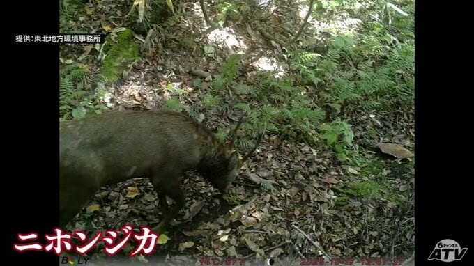 白神山地の世界遺産地域で二ホンジカ撮影　人間の手がほとんど加わっていない核心地域|TBS NEWS DIG
