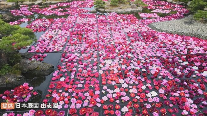 ５万輪のボタンの花が競演　池泉牡丹　松江市の日本庭園・由志園　|　BSSニュース | BSS山陰放送