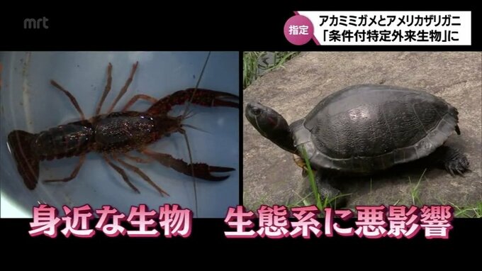 「ザリガニ釣り」はやっていいの?　アメリカザリガニと通称“ミドリガメ”が「条件付特定外来生物」に 　何が変わる？　|　MRTニュース ｜ ＭＲＴ宮崎放送