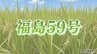 【ただいま名前募集中】県オリジナル米「福島59号」暑さに強く、コシヒカリに匹敵する食味　|　福島のニュース│TUF