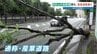 【あわや大事故】熊本市で高さ8メートルの街路樹が倒れる　根元が腐食か　3年前の点検では「異常なし」　|　熊本のニュース｜RKK NEWS｜RKK熊本放送