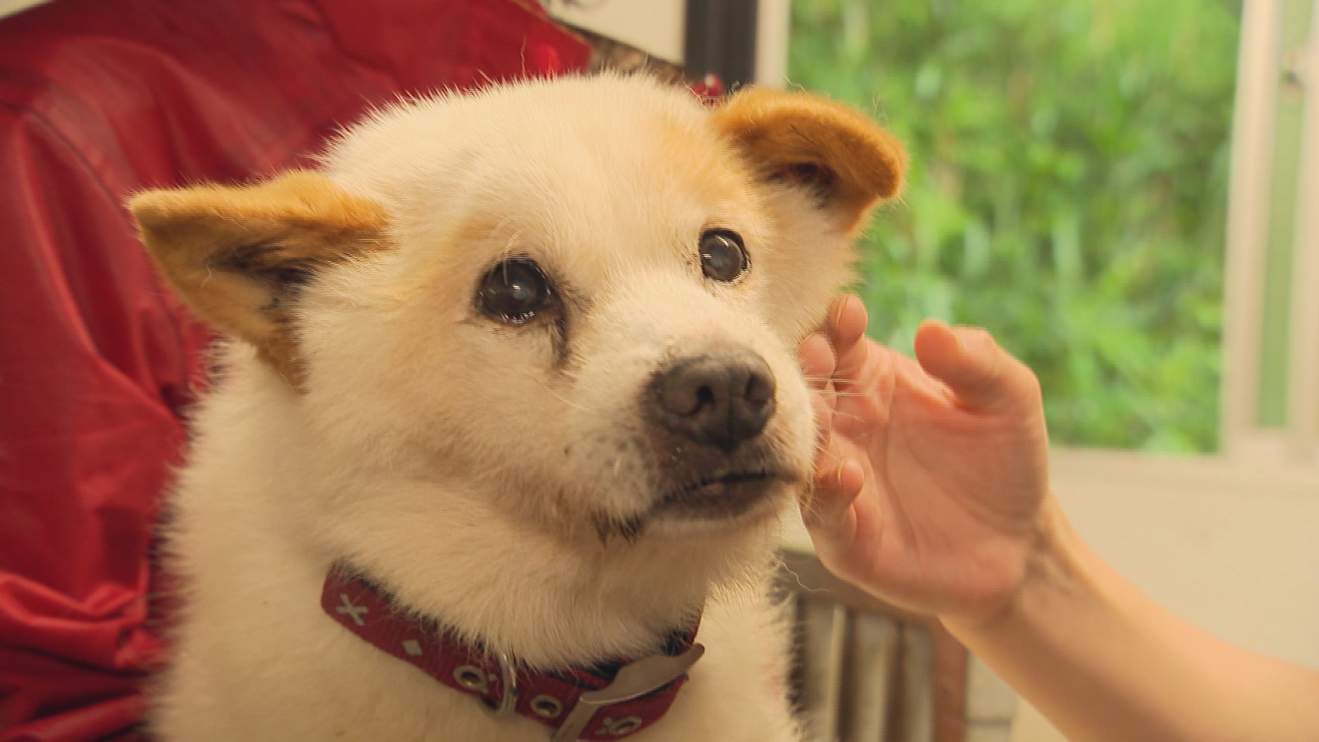 認知症の犬にヘルニアの犬も ペットブームの影で犬もヒトも高齢化