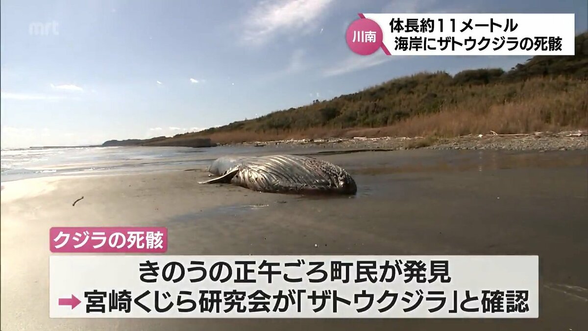 クジラの死骸が川南町の海岸に漂着 体長は約11m 子どものザトウクジラ