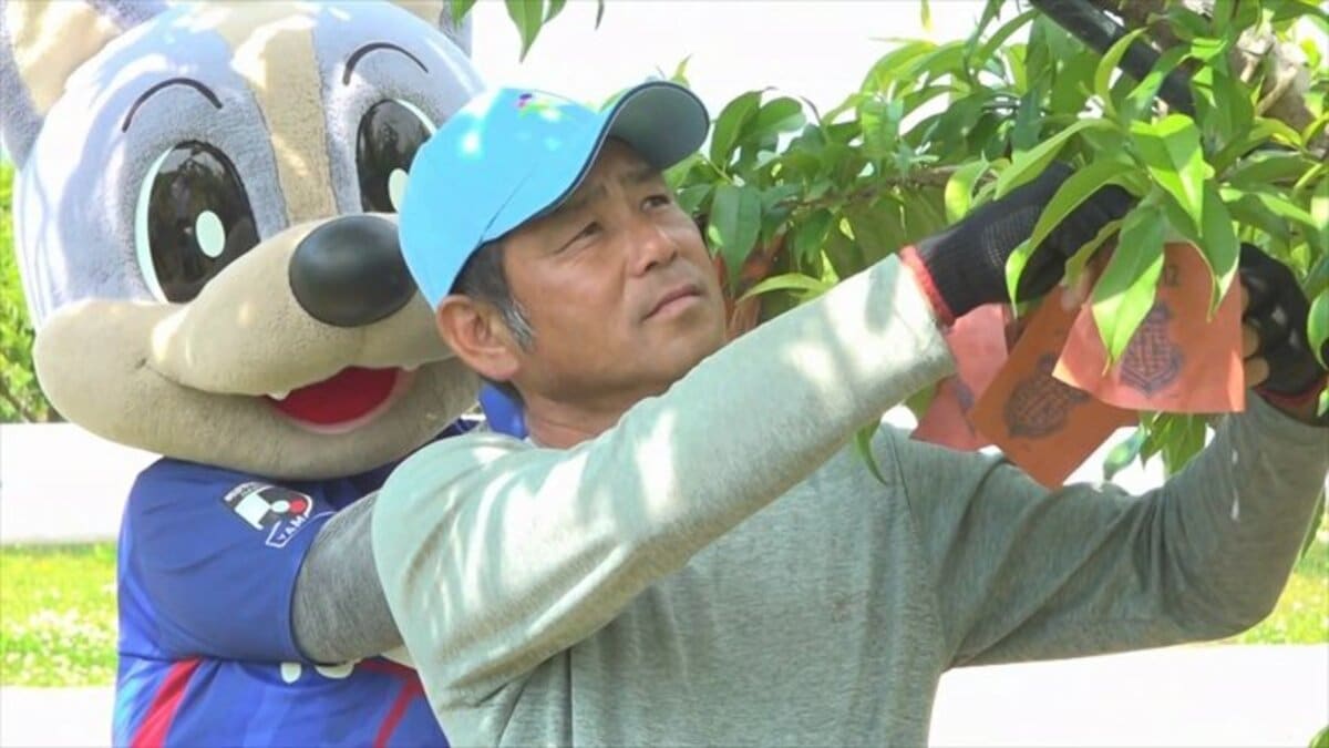 桃の袋掛け作業を「ヴァンくん」がサポート！ ヴァンフォーレ甲府の